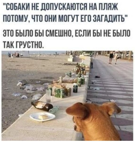 СОБАКИ НЕ ЛОПУВКАЮТСП НА ПЛЯЖ ППТПМУ ЧТО ПНИ МОГУТ ЕГО ЗАГШИТЪ ЭТП БЬШП БЫ СМЕШНП ЕВЛИ БЫ НЕ БЫЛП АКГРУВТНП