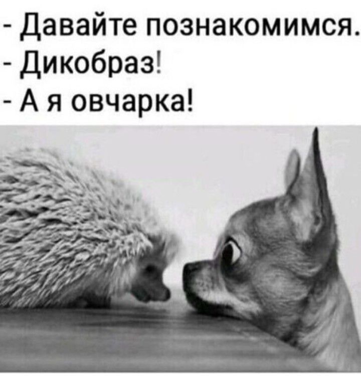 Давайте познакомимся Дикобраз А я овчарка