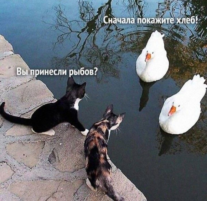 инесли рыбов Г