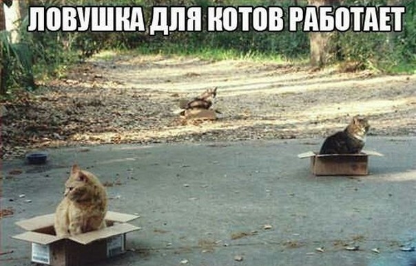 ЁпоВУшмдпп котов гйёотш