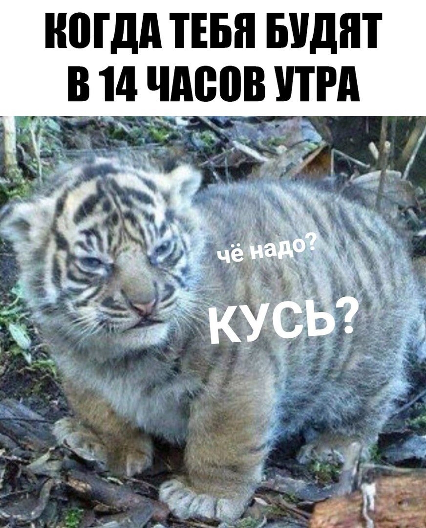 МДА ТЕБЯ БУДЯТ