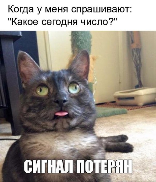 Когда у меня спрашивают Какое сегодня число сигндіі пойми