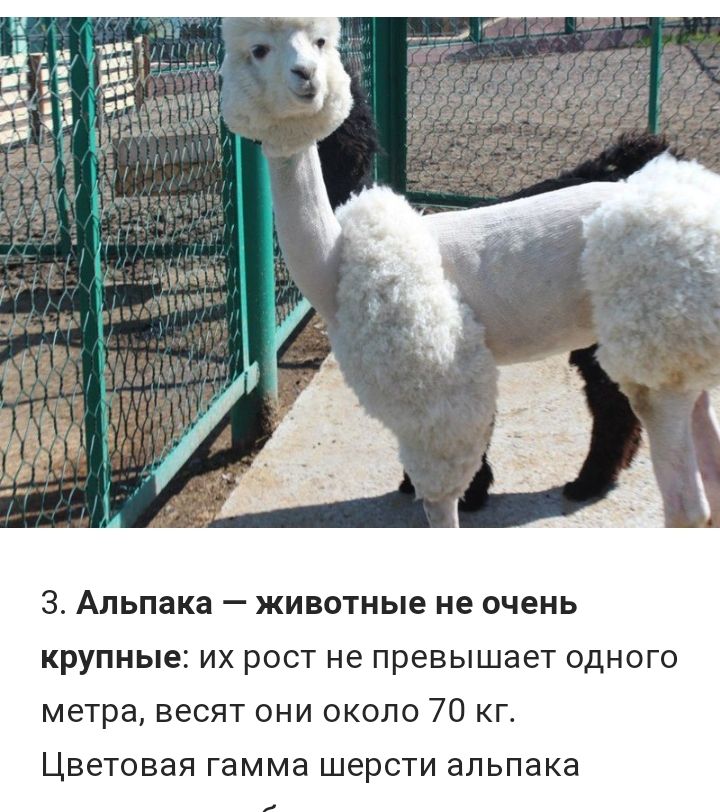 3 Альпака животные не очень крупные их рост не превышает одного метра весят они около 70 кг ЦВЭТОВЭЯ гамма ШЭРСТИ альпака