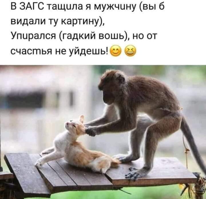 В ЗАГС тащила я мужчину вы 6 видали ту картину Упирался гадкий вошь но от счастья не уйдешь