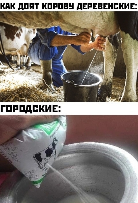 КАК ДОЯТ КОРОВУ ДЕРЕВЕНСКИЕ Ме КИЕ