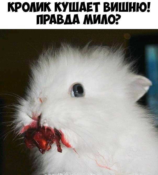 КРОШК КУШАЕТ ВИШНЮ ПРАВДА МИАО