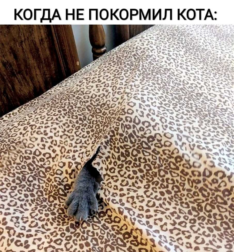 КОГДА НЕ ПОКОРМИЛ КОТА