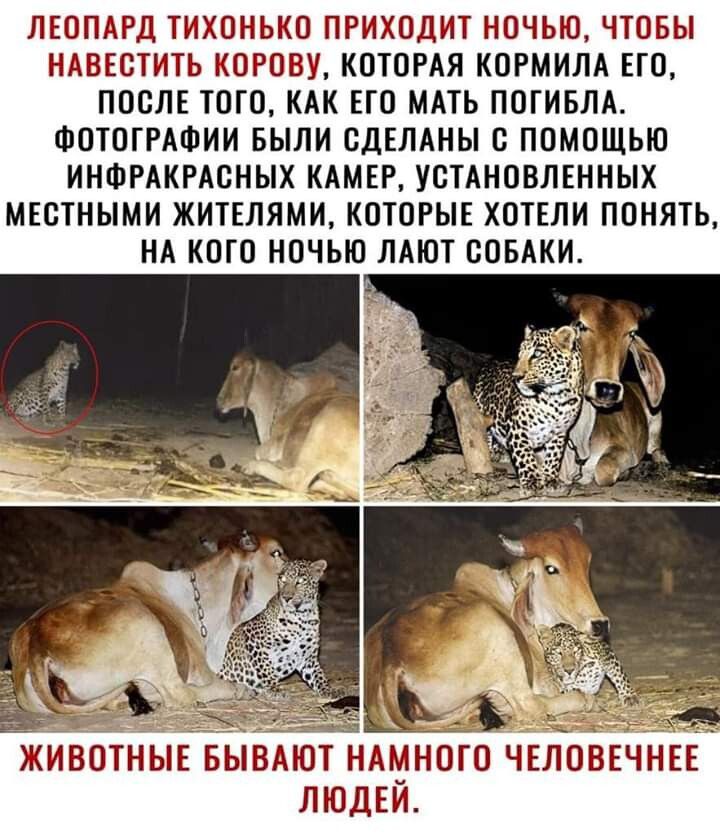 ЛЕОПАРД Т ИХ НЬКО ПРИХОДИТ НОЧЬЮ ЧТОБЫ НАВЕСТИТЬ КОРОВУ КОТОРАЯ КОРМИЛА ЕГО ПОСЛЕ ТОГО КАК ЕГО МАТЬ ПОГИБЛА ФОТОГРАФИИ БЫЛИ ОДЕЛАНЫ О ПОМОЩЬЮ ИНФРАКРАСНЫХ КАМЕР УОТАНОВЛЕННЫХ МЕОТНЫМИ ЖИТЕЛЯМИ КОТОРЫЕ ХОТЕЛИ ПОНЯТЬ НА КОГО НОЧЬЮ ЛАЮТ СОБАКИ КИВОТНЫЕ БЫВАЮТ НАМНОГО ЧЕЛОВЕЧНЕЕ ЛЮДЕЙ