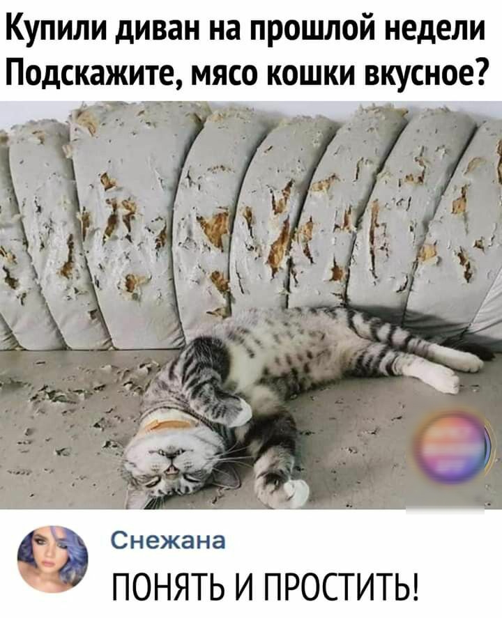 Купили диван на прошлой недели Подскажите мясо кошки вкусное г т Ф Э Сножана ПОНЯТЬ И ПРОСТИТЬ