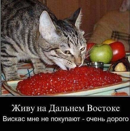 Живу на Дальнем Востоке ВИСКЭС мне не ПОКУПЗЮТ очень дорого