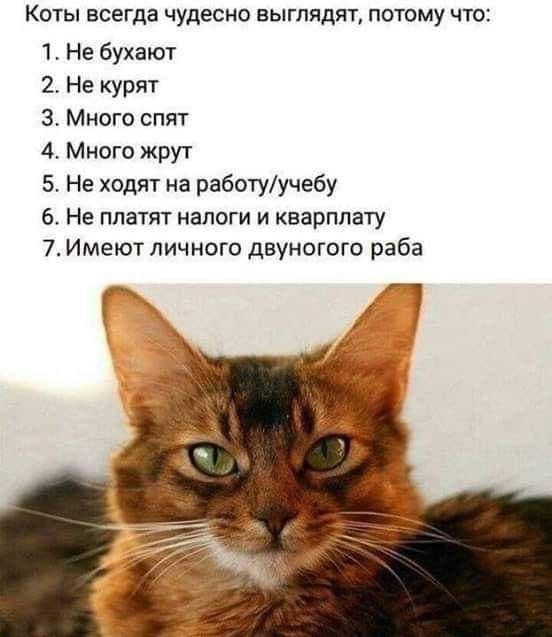 КОТЫ всегда чудесно ВЫГПЯДЯТ ПОТОМУ ЧТО 1 Не бухают 2 Не щрят 3 Много спят 4 Много жрут 5 Не ходят на работуучебу 6 Не платят налоги и кеарппату 7 Имеют лич ного двуногого раба