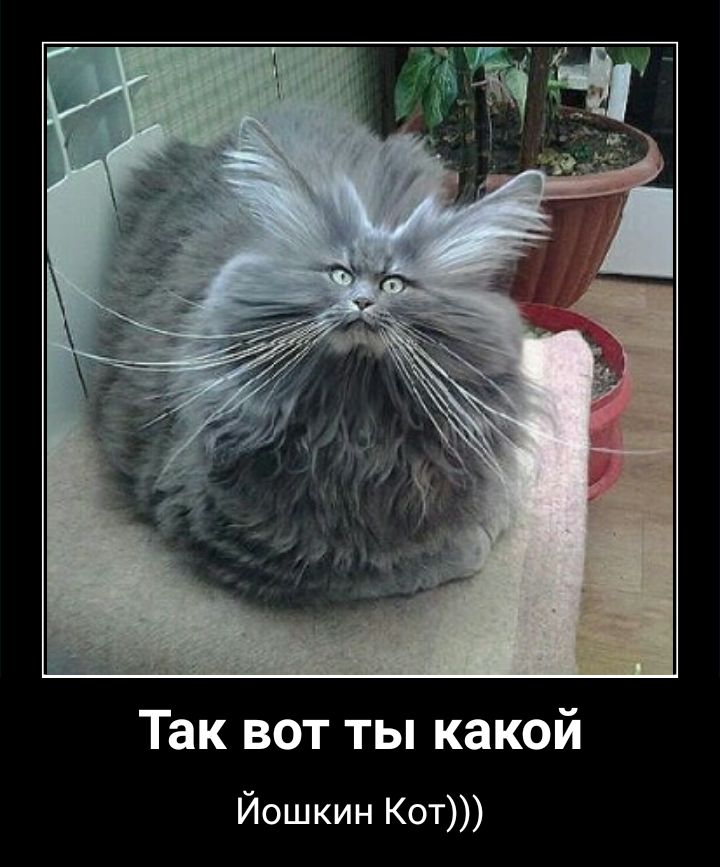 Так вот ты какой Йошкин Кот
