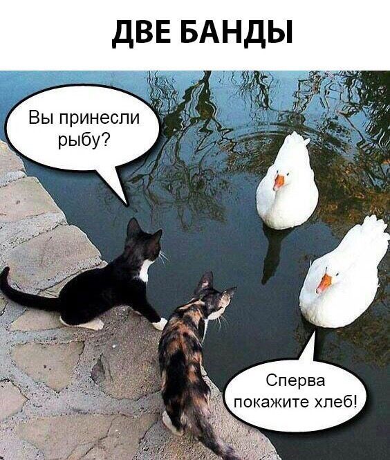 двв БАНДЫ Вы принесли рыбу Сперва покажите хлеб
