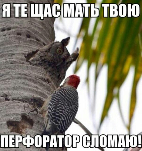 н т Щдс мп твпю