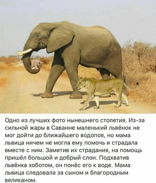 Одно из лучших Фото нынешнего столетия Изза сильной жары в Саванне маленький пьвёнок не мог дойти до ближайшего водспоя но мама львица ничем не могла ему помочь и страдала вместе с ним Заметив их страдания на помощь пришёл большой и добрый слон Подхватив пьвёнка хоботом он понёс его к воде Мама львица следовала за сыном и благородным аепиканом