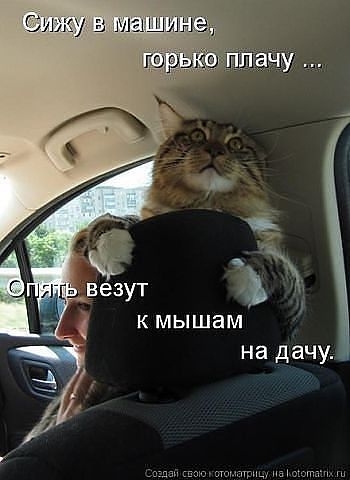 Сижу Маши К МЫШЭМ на дачу издан мы