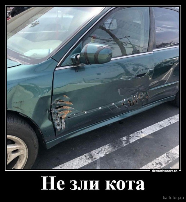 Не зли кота