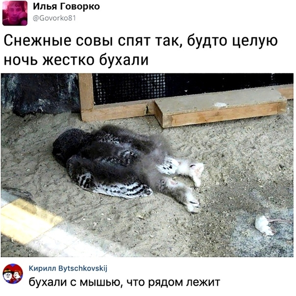 Илья Говорко Тс Снежные совы спят так будто целую ночь жестко бухали _ Кирилл Вуі5спКпуКіі бухали с мышью что рядом лежит