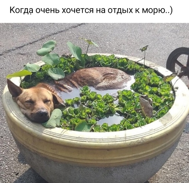 К гда очень хочется на отдых к морю