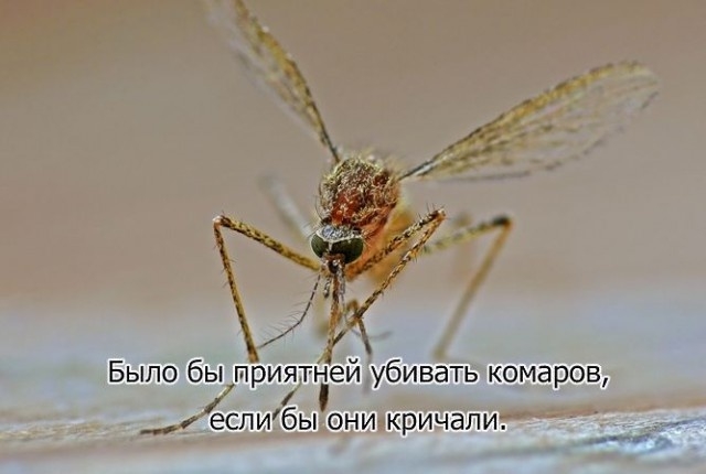 Было бы приятней убивать комаров и еспибы они кричали