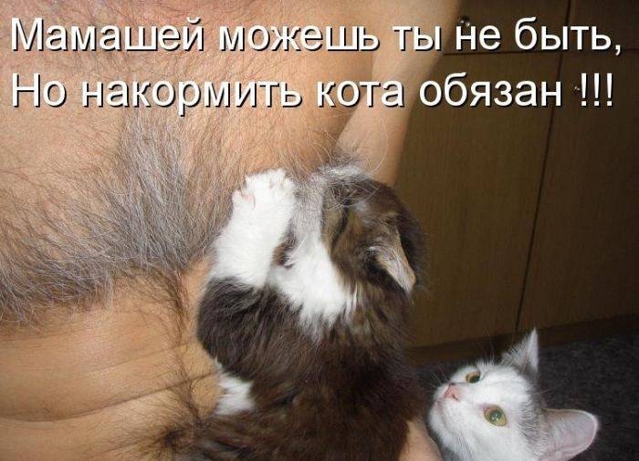 Лгмиашей можешь ть Не быть Но НЭНЮрМАТЬ кота бязан