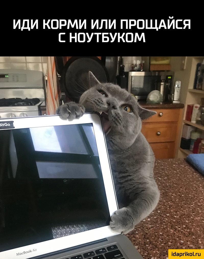 ИДИ КОРМИ ИЛИ ПРОЩАЙСЯ С НОУТБУКОМ