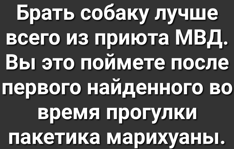Брать собаку лучше всего из приюта МВД Вы это поймете после первого найденного во время прогулки пакетика марихуаны