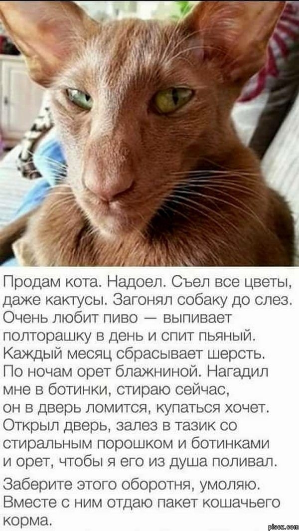 Продам кота Надоел Съел все цветы даже кактусы Загонял собаку до слез Очень любит пиво выпивает полторашку в день и спит пьяный Каждый месяц сбрасывает шерсть По ночам орет блажниной Нагадил мне в ботинки стираю сейчас он в дверь ломится купаться хочет Открыл дверь залез в тазик со стиральным порошком и ботинками и орет чтобы я его из душа поливал Заберите этого оборотня умоляю Вместе с ним отдаю 