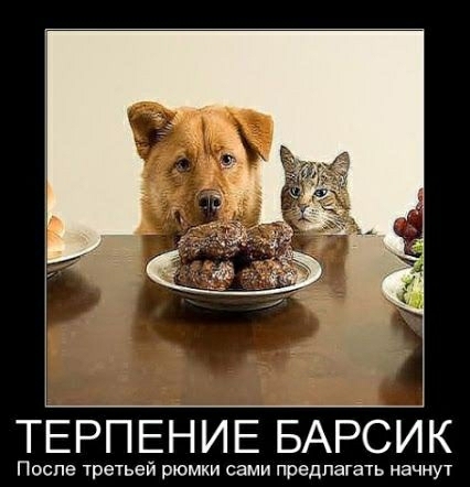 ТЕРПЕНИЕ БАРСИК После третьей рюмки сами предлагать начнут