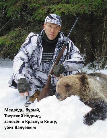 Медведь Бурый твермймдеид занесён в Красную Книгу у6и1 Валуевым