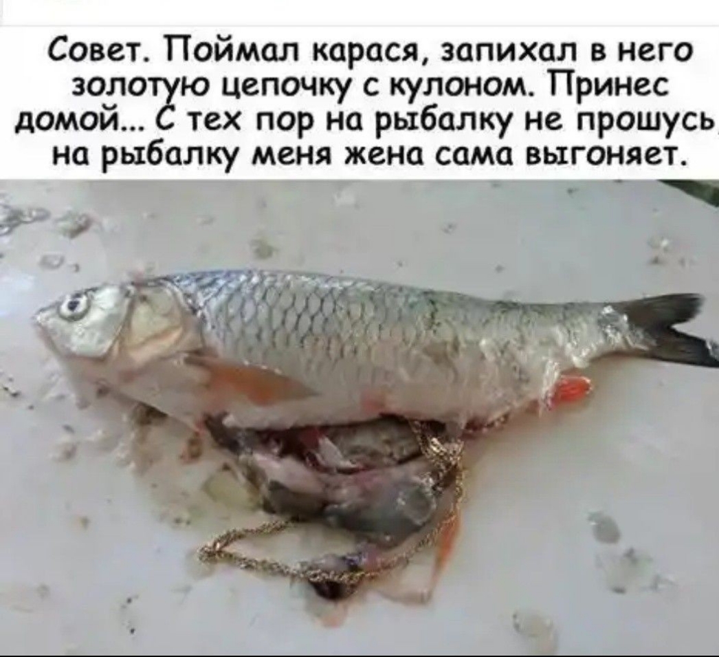 Совет Поймал карася запихал в него золо ю цепочку с кулоном Принес домой тех пор на рыбалку не прошусь на рыбалку меня жена сама выгоняет _ д