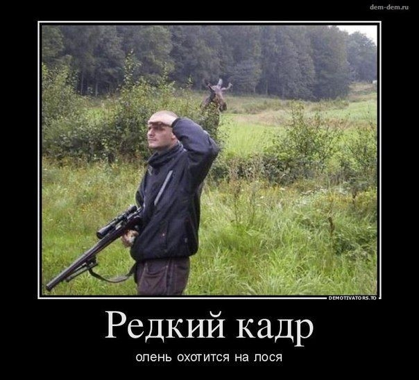 Редкшй кадр опень охотится на лося