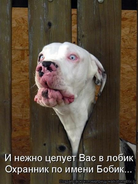 И нежно целует Вас в побик Охранник по имени Бобик