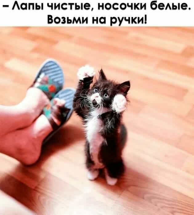 Аопы чистые носочки бедые Возьми на ручки _