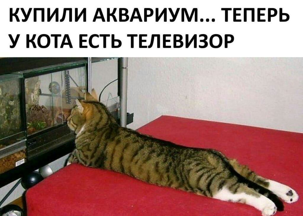 КУПИЛИ АКВАРИУМ ТЕПЕРЬ У КОТА ЕСТЬ ТЕЛЕВИЗОР