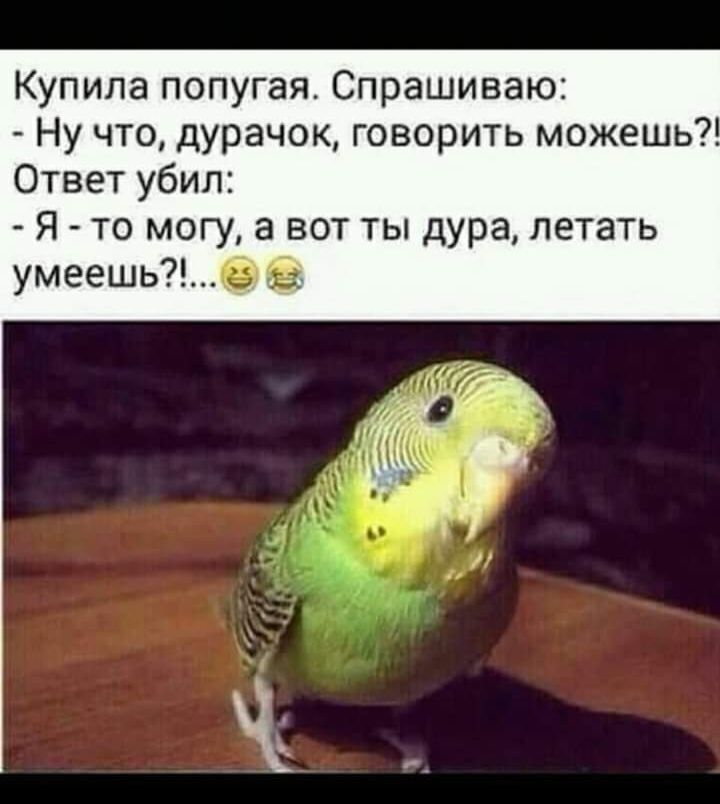 Купила попугая Спрашиваю Ну что дурачок говорить можешь Ответ убил Я то могу а вот ты дура летать умеешь