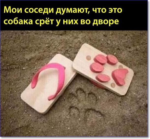 Мои соседи думают что это собака срёт у них во дворе