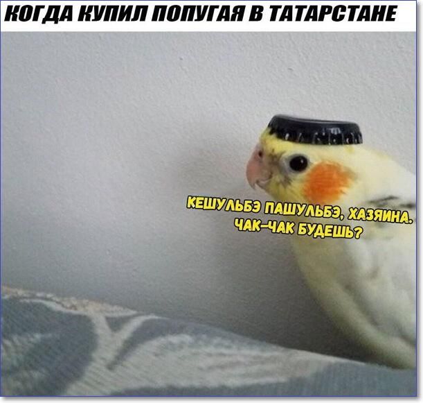 КПГДЛ КУПИЛ ППУГДЯ В П ТДРБТАИЕ