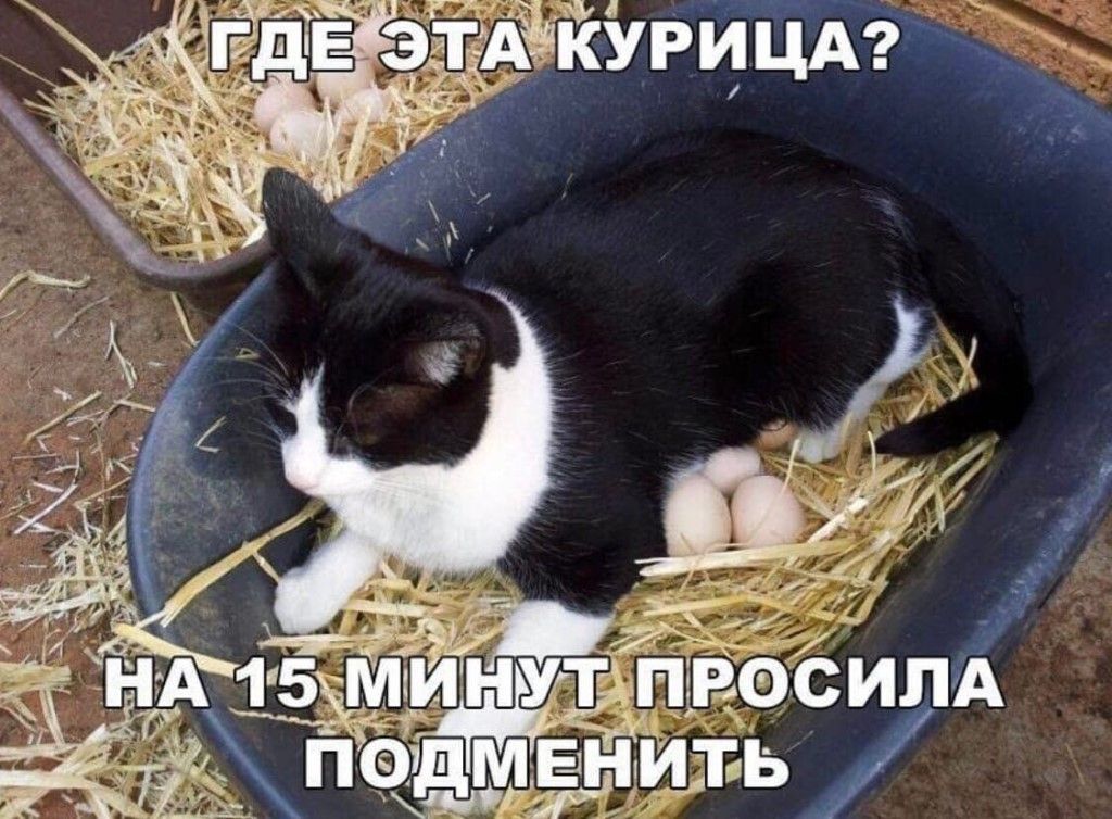 Этакурица? » з