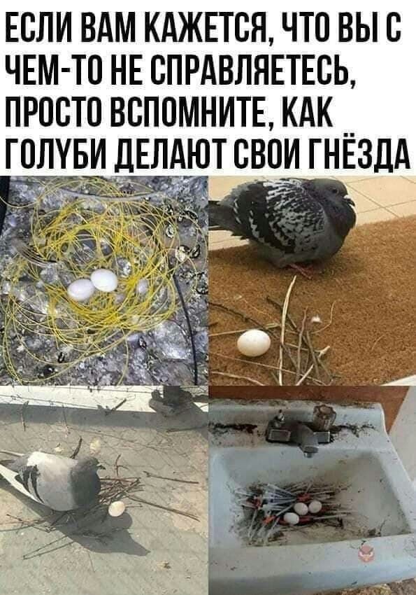 ЕОЛИ ВАМ КАЖЕТСЯ ЧТО ВЫО ЧЕМ ТО НЕ ОПРАВЛЯЕТЕОЬ ПРООТО ВОПОМНИТЕ КАК __ БИ ДЕЛА СВОИ ГНЕЗДА 1 УТ