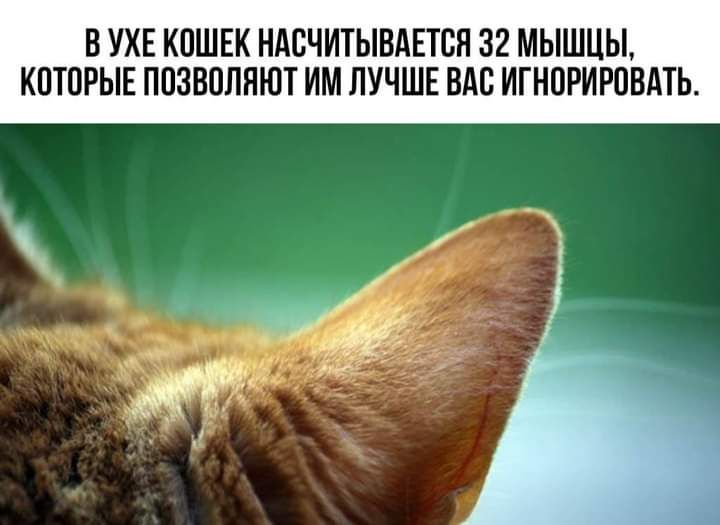 В УХЕ КОШЕК НАОЧИТЫВАЕТОЯ 32 МЫШЦЫ КОТОРЫЕ ПОЗВОЛНЮТ ИМ ЛУЧШЕ ВАО ИГНОРИРОВАТЬ