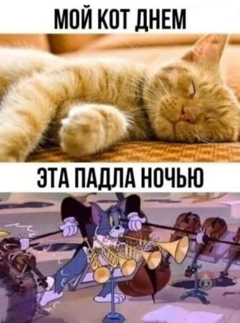 мой кот днвм