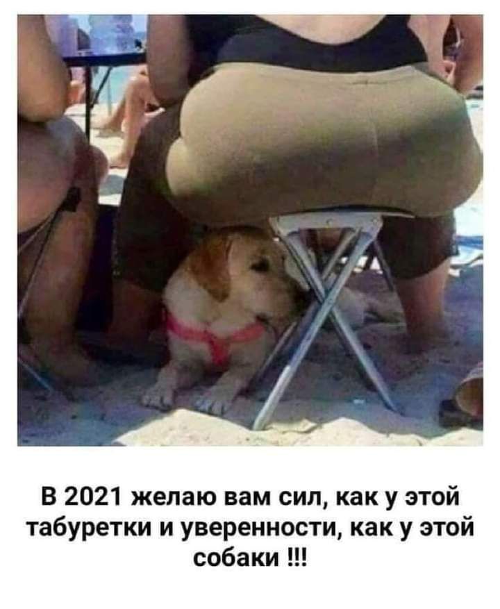 В 2021 желаю вам сил как у этой табуретки и уверенности как у этой собаки