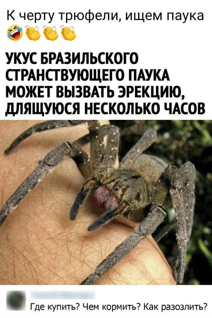 К черту трюфели ищем паука УКУС БРАЗИЛЬСКОГО СГРАНСТВУЮЩЕГО ПАУКА МОЖЕТ ВЫЗВАТЬ ЭРЕКЦИЮ дЛЯЩУЮСЯ НЕСКОЛЬКО ЧАСОВ Где купить Чем кормить Как разозлить