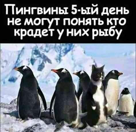 Пингвины 5 ьхй день не могут понять кто крадет у них рыбу