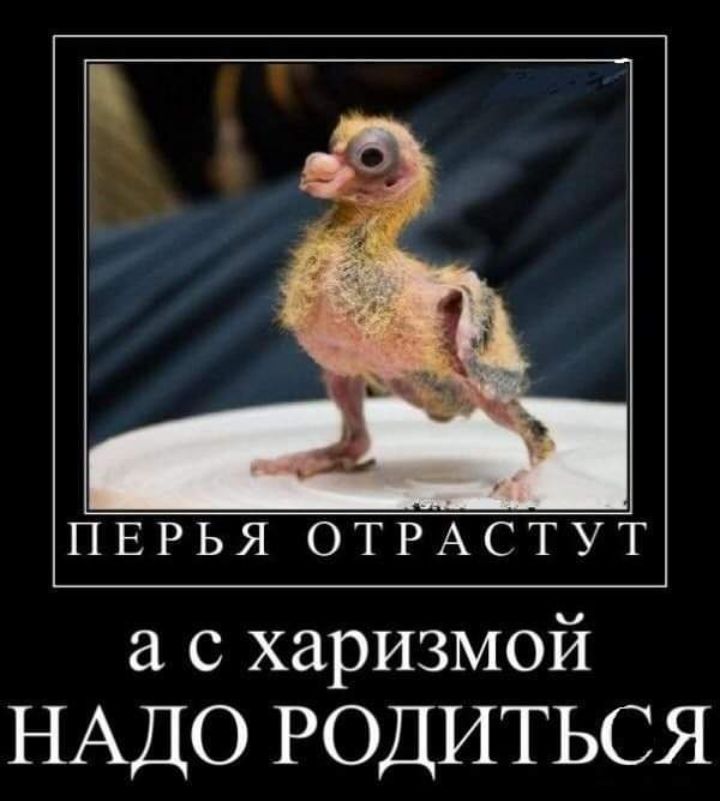 ПЕРЬЯ ОТРАСТУТ с харизмой НАДО РОДИТЬСЯ