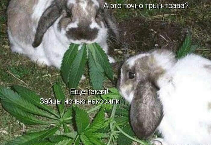 Ещежа кая д И