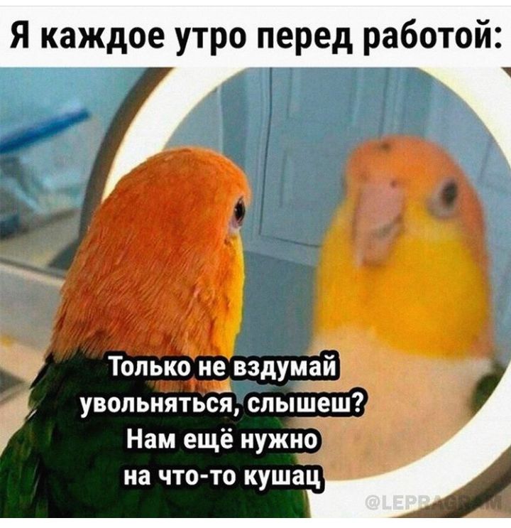 Я каждое утро перед работой Толькогьіе Ёёдумай увольнятьсяЁслышеш Нам ещё нужно на что то кушад