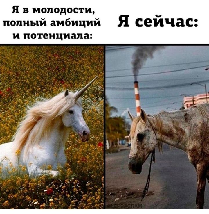Я в молодости попный амбиций Я сеичаС И потенциала