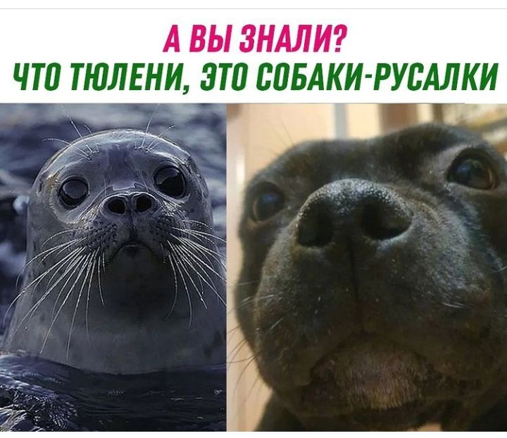 А ВЫ ЗНАЛИ ЧТПЕПЛЕНИ ЗТП ВПБАКИ РУВАЛКИ